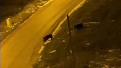 Bilecik'te aç kalan domuzlar şehre indi