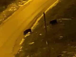 Bilecik'te aç kalan domuzlar şehre indi