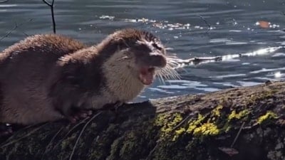 Yedigöller’de nadir anlar: Nesli tehlike altındaki su samuru kamerada