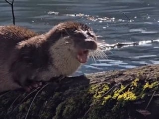 Yedigöller’de nadir anlar: Nesli tehlike altındaki su samuru kamerada