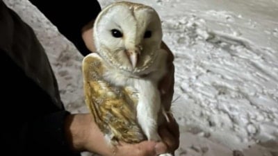 Diyarbakır'da soğuktan kaçan peçeli baykuş ahıra sığındı