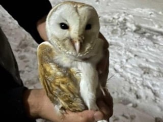 Diyarbakır'da soğuktan kaçan peçeli baykuş ahıra sığındı