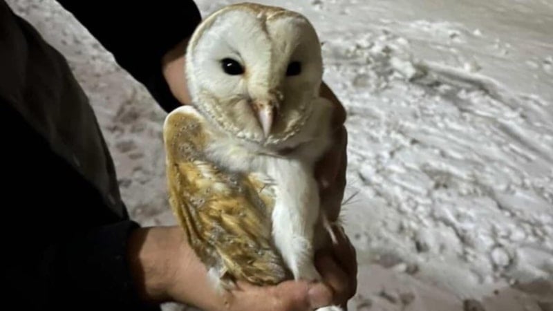 Diyarbakır'da soğuktan kaçan peçeli baykuş ahıra sığındı
