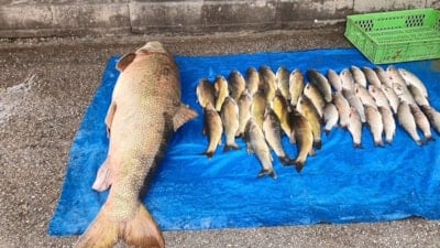 Murat Nehri’nde 52 kiloluk dev turna yakalandı