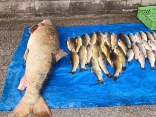 Murat Nehri’nde 52 kiloluk dev turna yakalandı