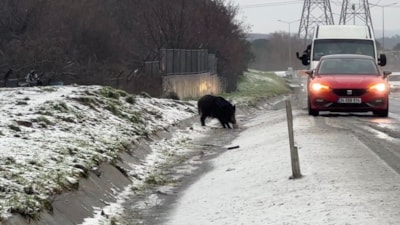 İstanbul'da yaban domuzu yol kenarına indi