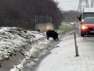 İstanbul'da yaban domuzu yol kenarına indi