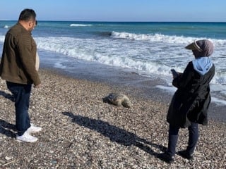 Mersin sahilinde 2 günde 2 caretta caretta telef oldu