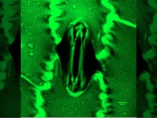Bilim dünyasında bir ilk: Bitkilerin nefes alışı görüntülendi