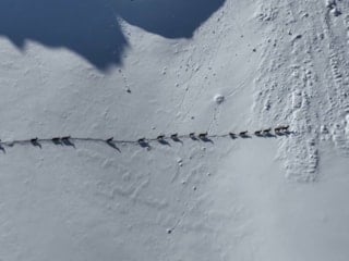 Munzur Dağları’nda yaban keçilerinin göçü