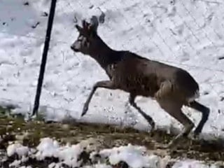 Amasya’da su kanalına düşen karaca, avcıların çabasıyla kurtarıldı