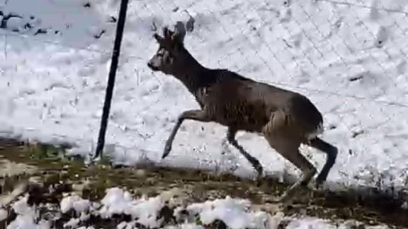 Amasya’da su kanalına düşen karaca, avcıların çabasıyla kurtarıldı