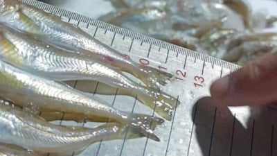 Samsun’da kaçak avlanan 2,6 ton mezgit ele geçirildi