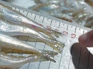 Samsun’da kaçak avlanan 2,6 ton mezgit ele geçirildi