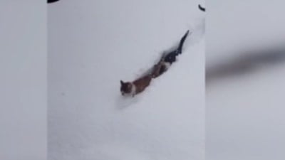 Kastamonu'da imam çağırdı, kediler karda tek sıra halinde yürüdü