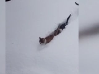 Kastamonu'da imam çağırdı, kediler karda tek sıra halinde yürüdü