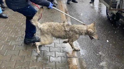 Bingöl'de lastikçiye giren kurt, kısa süreli paniğe yol açtı