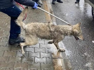 Bingöl'de lastikçiye giren kurt, kısa süreli paniğe yol açtı