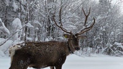Kuzuyayla’da kış manzarası: Karlar arasında kızılgeyik