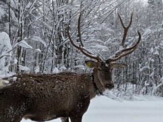 Kuzuyayla’da kış manzarası: Karlar arasında kızıl geyik