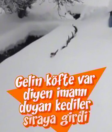 Kastamonu'da imam çağırdı, kediler karda tek sıra halinde yürüdü