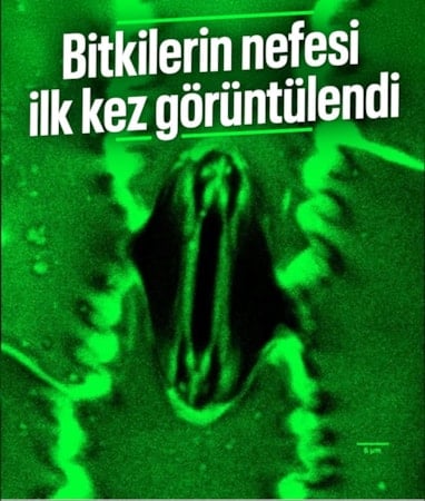 Bilim dünyasında bir ilk: Bitkilerin nefes alışı görüntülendi