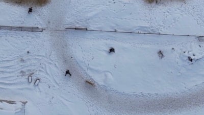 Elazığ'da doğa çekimi yaparken köpekler saldırdı