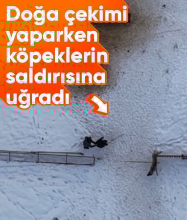 Elazığ'da doğa çekimi yaparken köpekler saldırdı