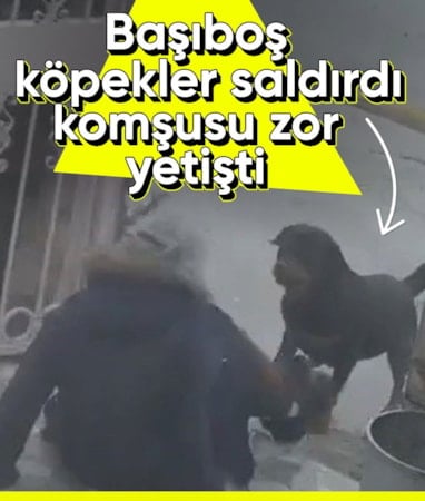 Ankara'da başıboş köpeklerin saldırısına uğradı
