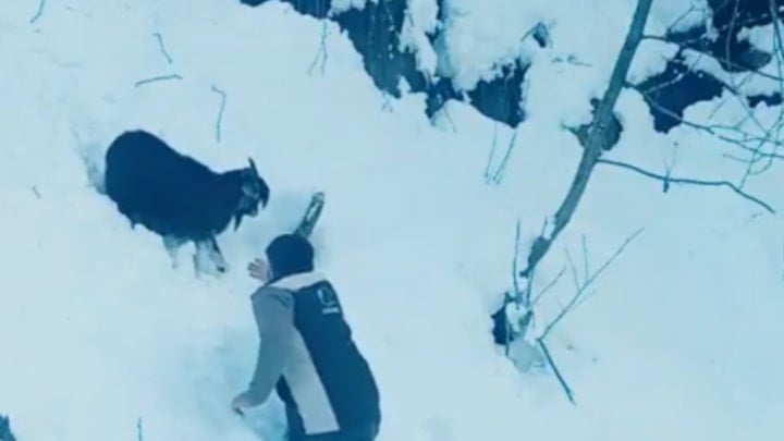 Rize'de karlar arasında kalan keçiye ekipler yetişti