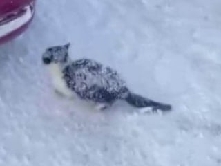 Sivas’ta yürek ısıtan kurtarma: Donmak üzere olan yavru kedi hayata tutundu