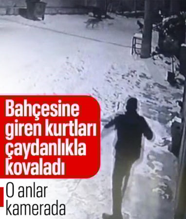 Nevşehir'de bir vatandaş bahçesine giren kurtları sıcak suyla püskürttü