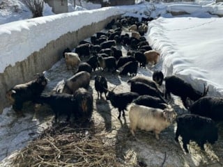 Van'da ev ve ahırlara kardan tünellerden geçerek ulaşıyorlar