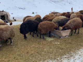 Ağrı'da besicilerin zorlu kış mesaisi