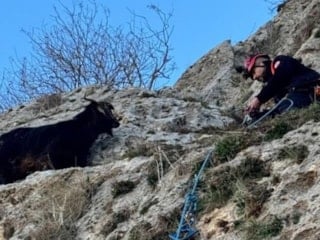 Mardin'de dağda mahsur kalan keçi kurtarıldı