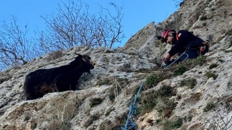 Mardin'de dağda mahsur kalan keçi kurtarıldı