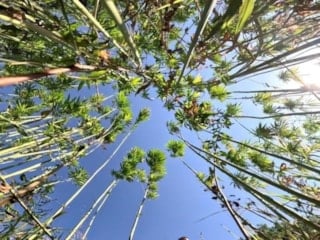 Başvurular başladı! Kenevir üretim izni 2026: İşte son başvuru tarihi...