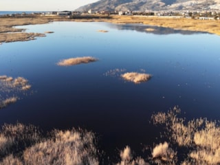 Hatay'da Milleyha Kuş Cenneti yağışlarla yeniden doldu