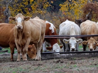 Yem sanayicileri Ramazan ayı sonuna kadar fiyatları sabit tutuyor