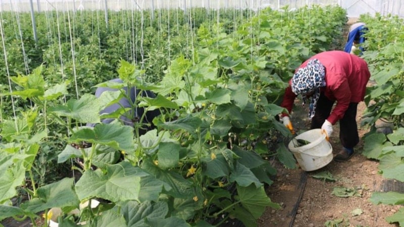 Erzincan’da kadın üreticilere sera desteği