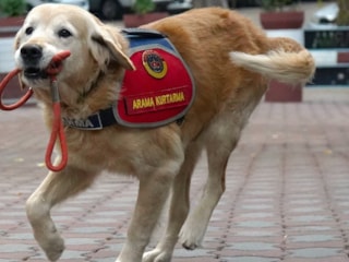 JAK köpeği Ocak, 8 yılda 48 canı enkazdan hayata bağladı