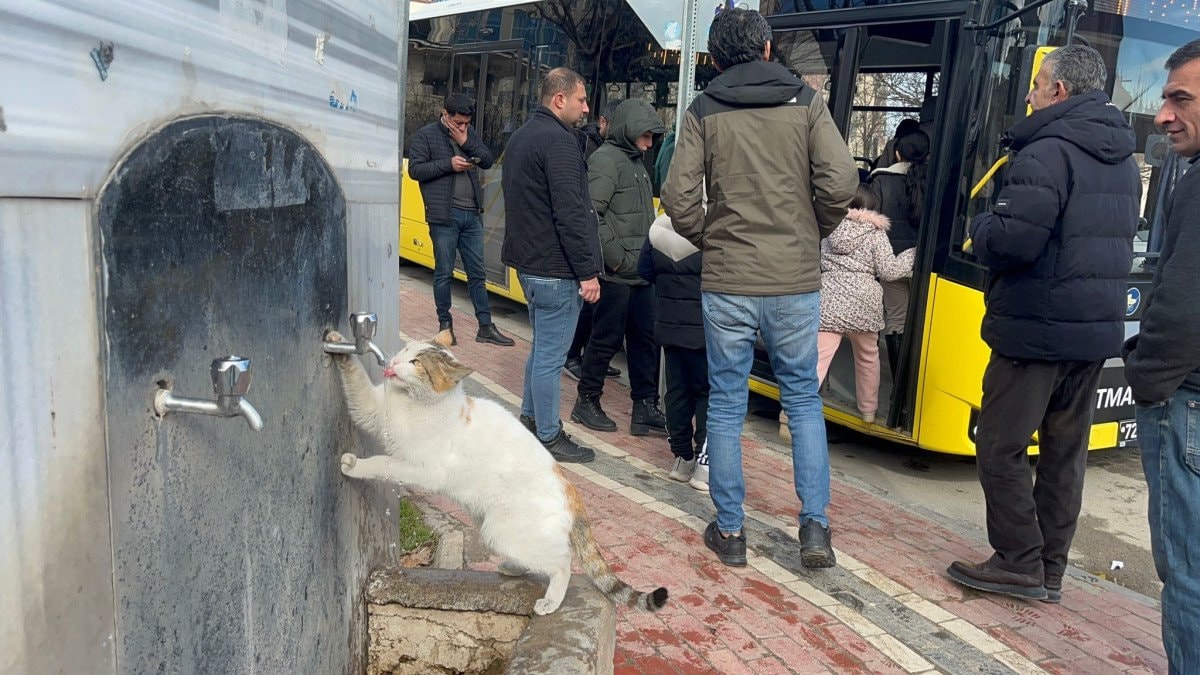 Kuyubaşı’nda Susuz Kalan Kediye Su Veren Sokak Halkı - Soğuk Günlerde Umut Işığı