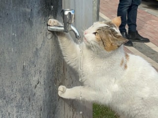 Batman’da susuz kalan kedi, musluktan kana kana su içti