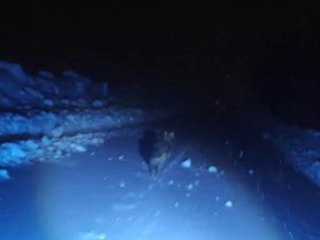 Muş'ta görüntülemek istedikleri kurt saldırdı: Araçlarına binerek kurtuldular