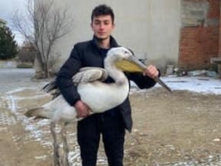 Afyonkarahisar'da sokakta karşılaştığı yaralı pelikanı yetkililere teslim etti