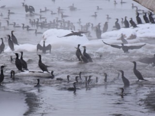 Kızılırmak’ta karabatak şöleni