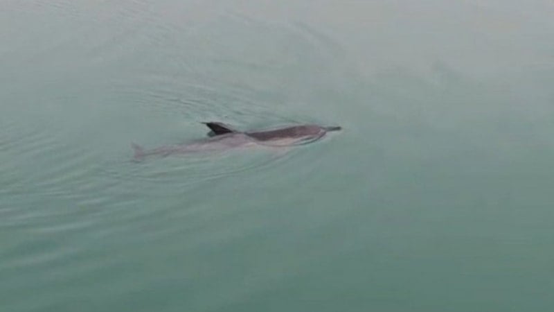 Zonguldak'ta balıkçı barınağında mahsur kalan yunus kurtarıldı