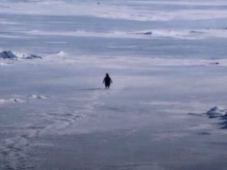 'Nihilist Penguen' Yıllar Sonra Viral Oldu: Sürüden Ayrılan Penguenin Hikayesi