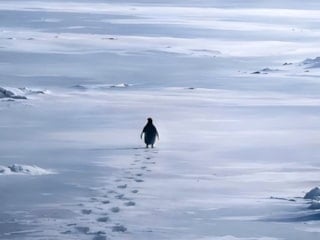 'Nihilist Penguen' videosu viral oldu: İşte o penguenin hikayesi...