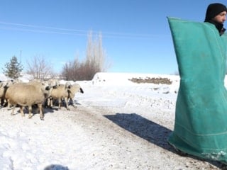 Karslı besici, devlet destekli proje ile koyun sürüsünü 6 kat büyüttü